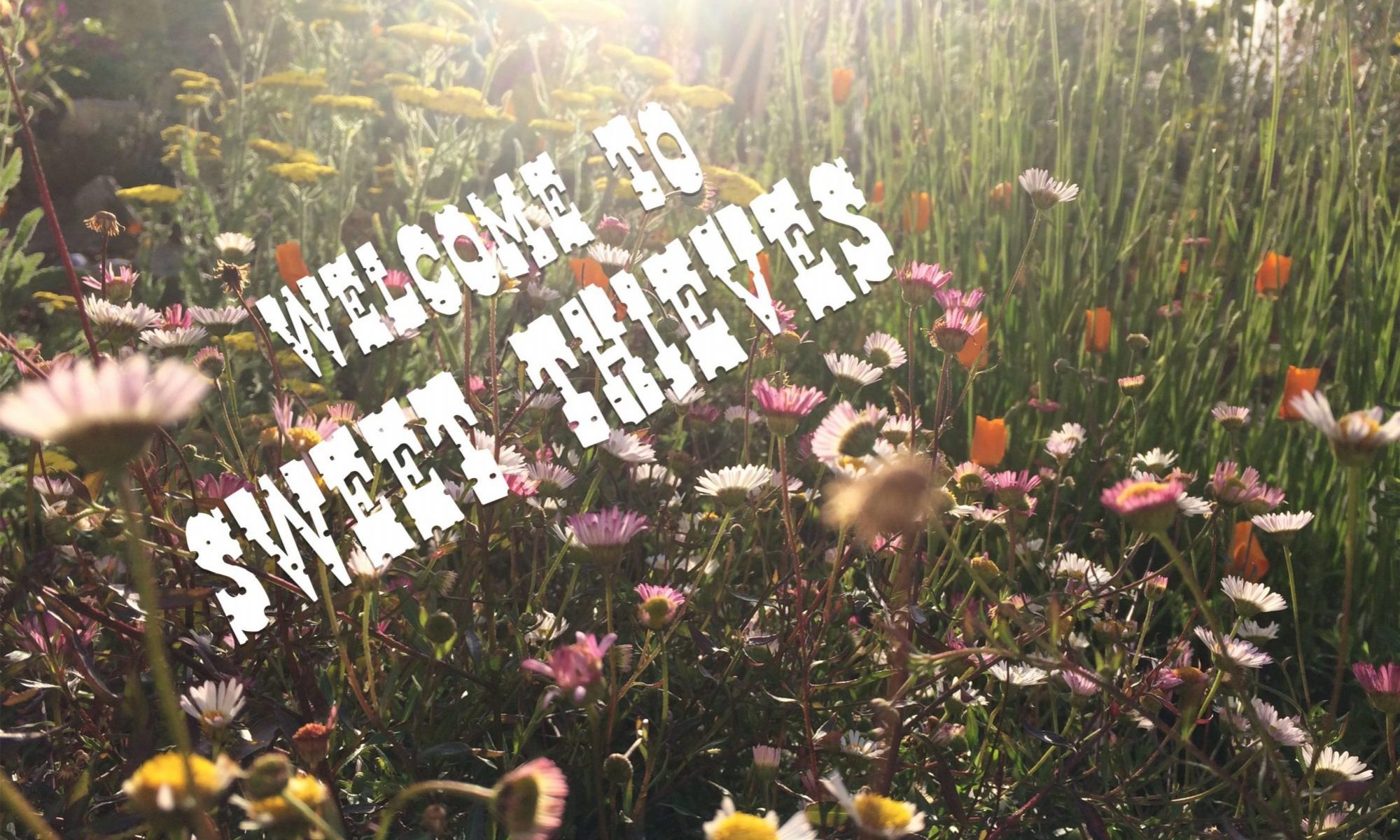 Title image of wild flowers in the sun